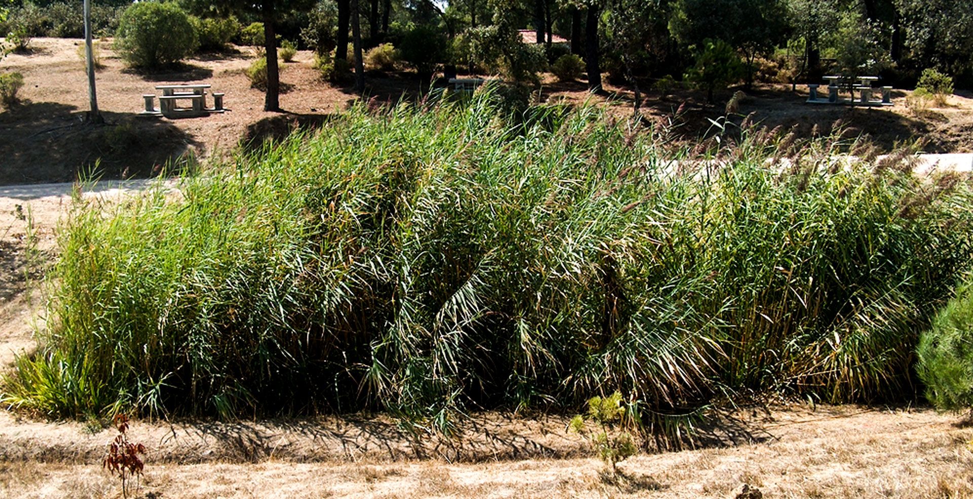 Fitodepuracion tipo frances